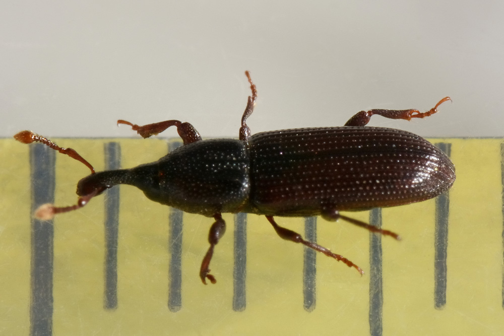 Curculionidae: Cossonus linearis